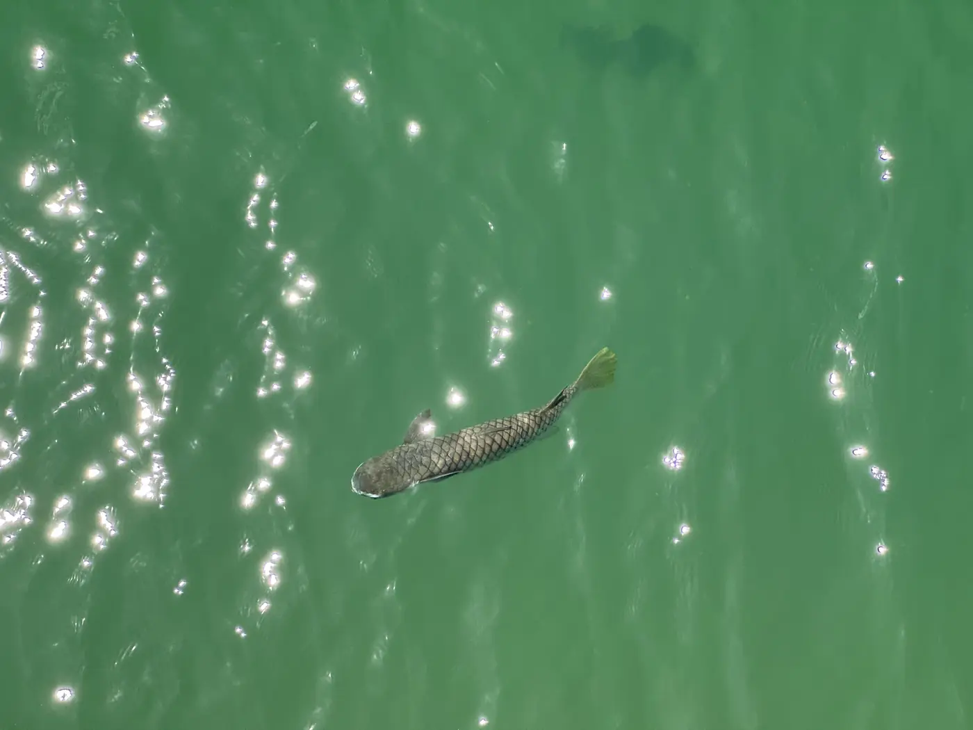 Some of the fish would have been a good 24“ — Australia.