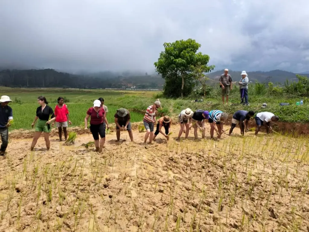 Keep the row in line — Timor-Leste.