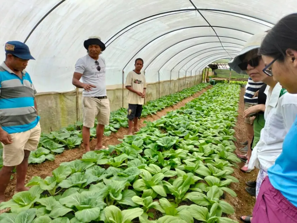 NGO-sponsored hothouse — Timor-Leste.