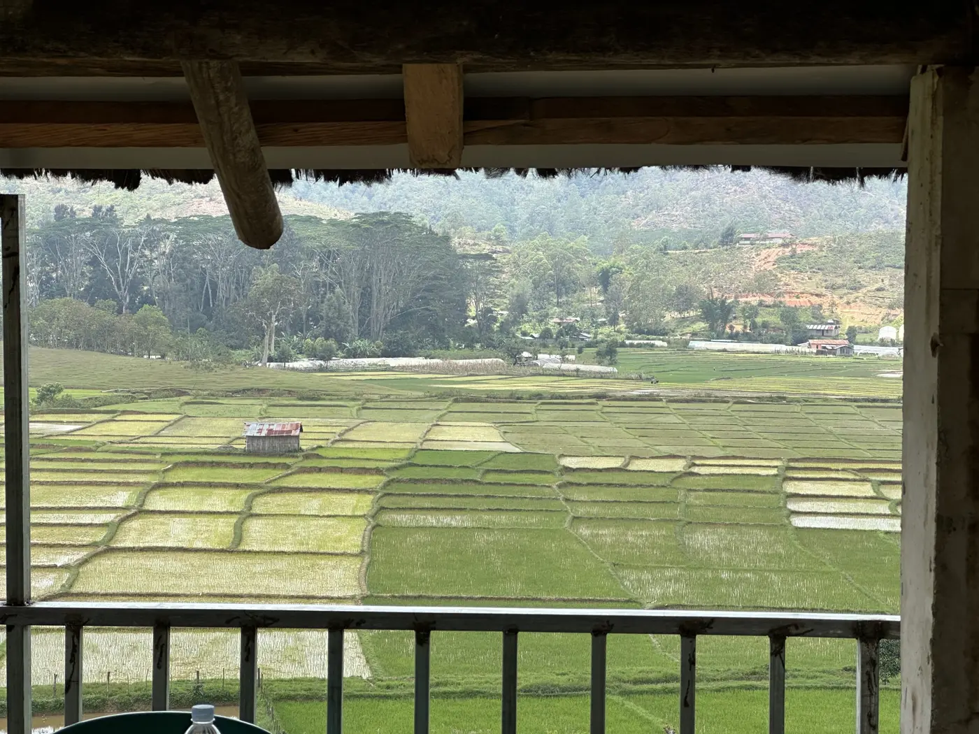 Rice paddies arranged in neat geometric green terraces.