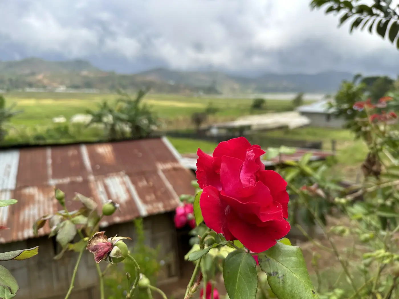 Beauty in detail — Timor-Leste.