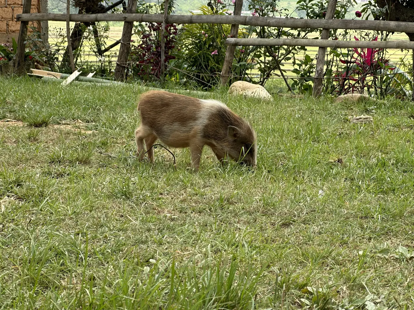 A pig snuffling by the roadside — a moment of travel humour.