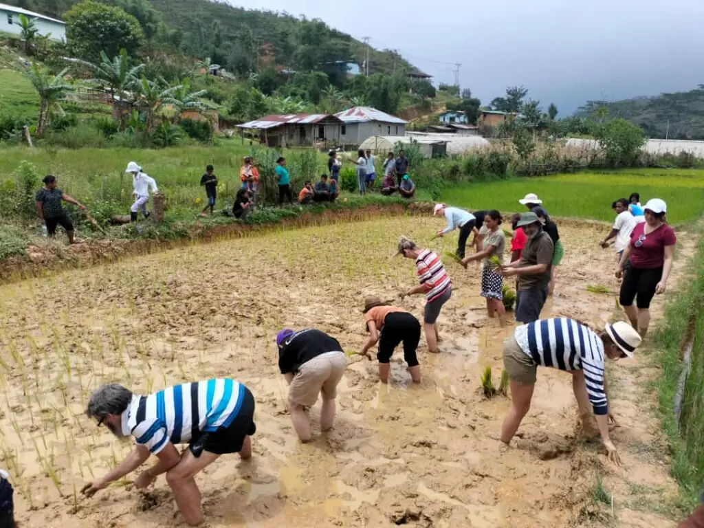 The traveller and villagers ankle-deep in mud, planting rice together in Timor-Leste.