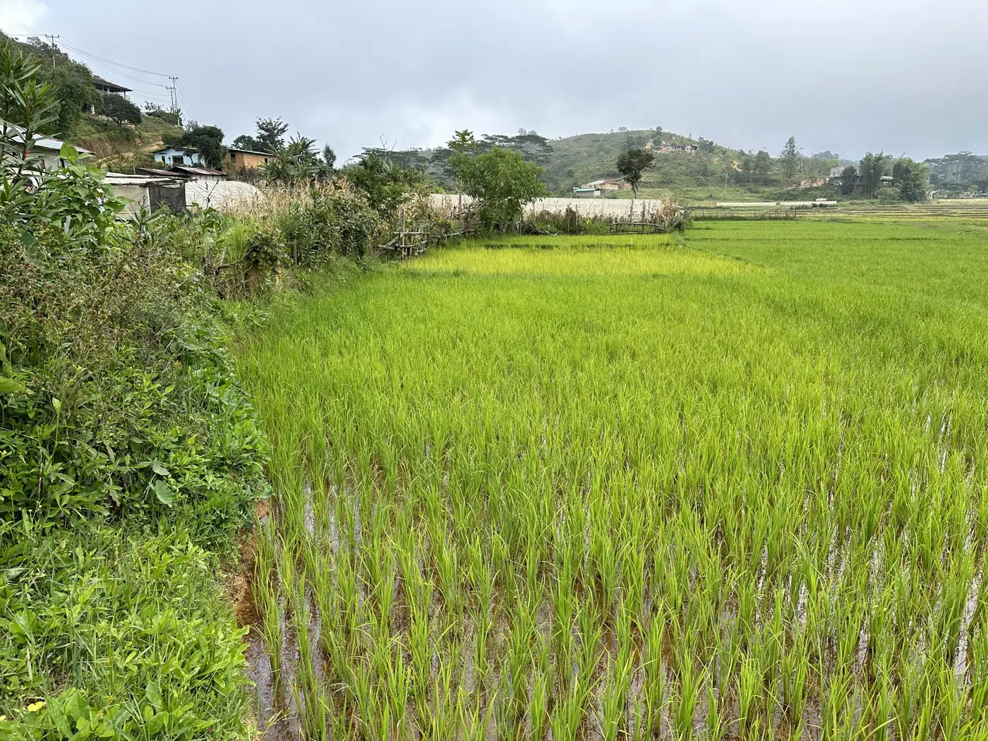 Rice fried planted a month prior — Timor-Leste.