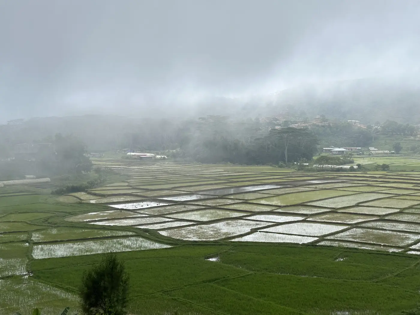 Late rain sweeping across rice fields, seen from a hillside cafe.