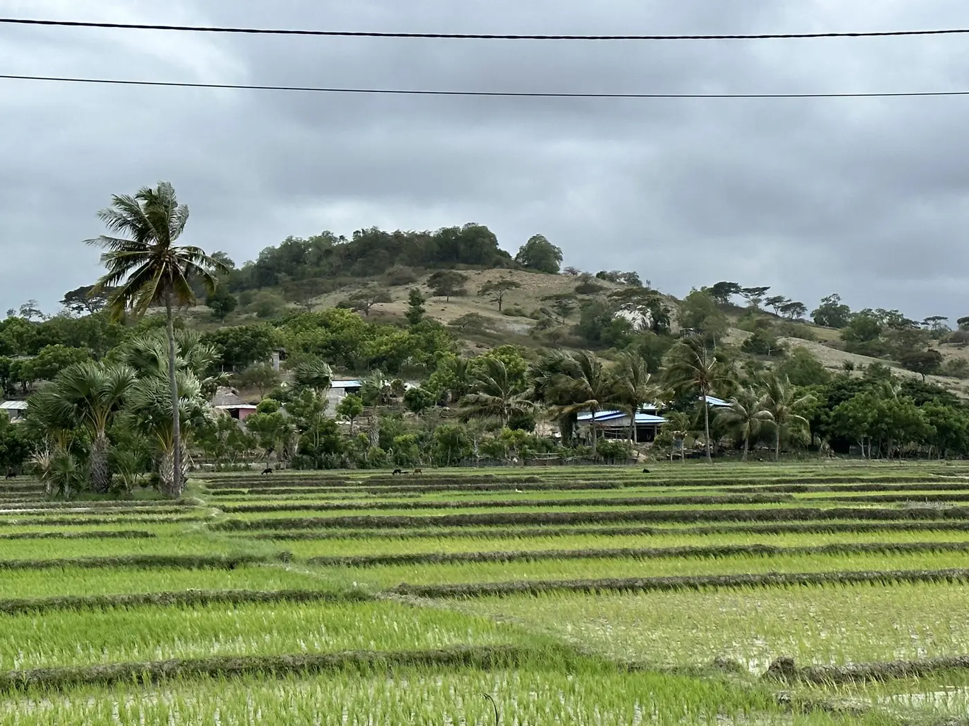 Thriving rice paddies — Timor-Leste.