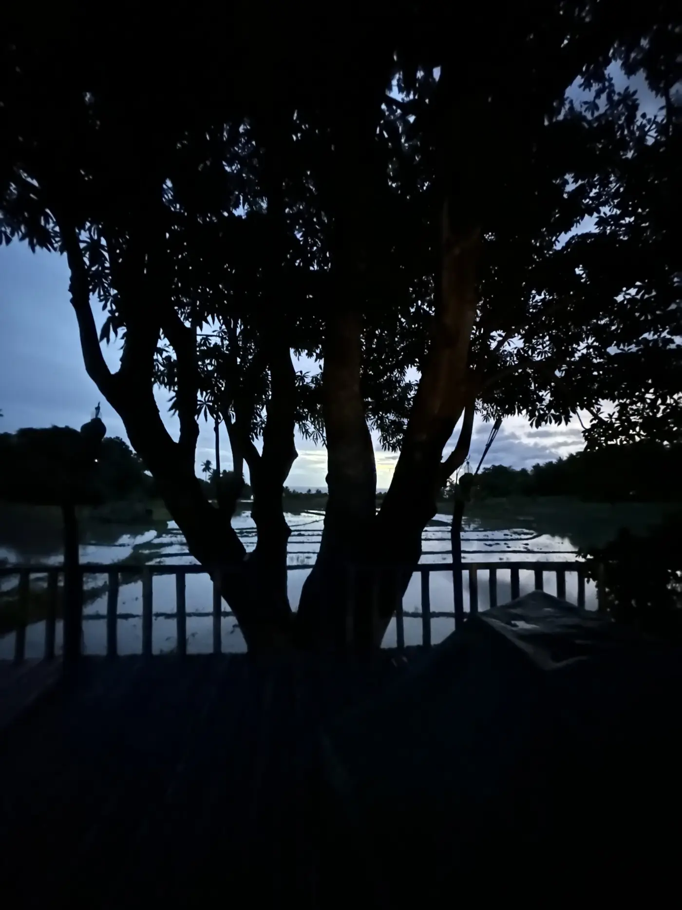 Majestic, peaceful moment — Timor-Leste.