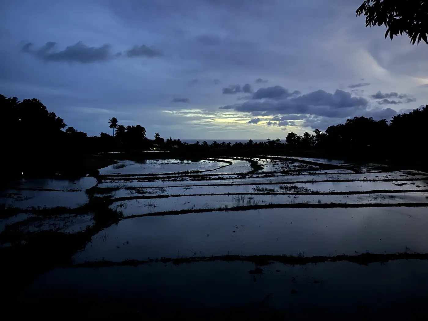 Soft pre-dawn light glowing across flooded rice fields.